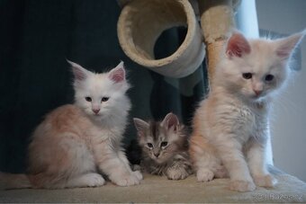 CHS nabízí k rezervaci koťátka Mainské mývalí kočky s PP. - 2