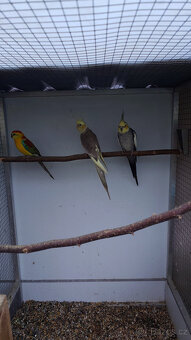 Korely, chovné páry. - 2