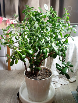 Tlustice vejčitá - Crassula ovata - 2
