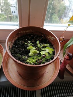 4x masožravá rostlina - 2