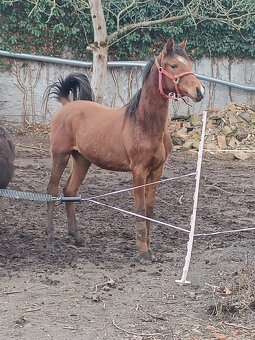 Prodám hřebce  pony - 2