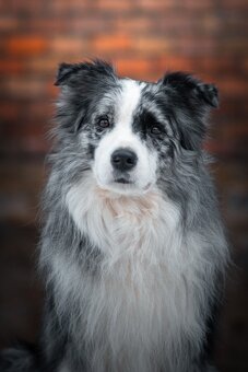 Krycí pes Border kolie s PP - 2