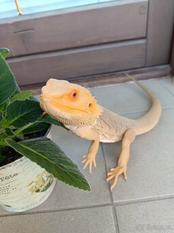 Agama vousatá - samec - 2