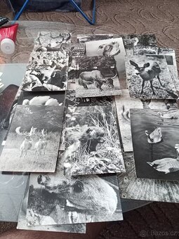 Fotogalerie a pohlednice černobílé. - 2