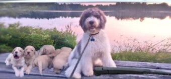 Goldendoodle - 2