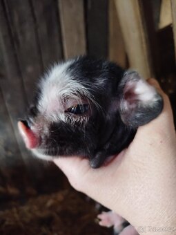 Kune kune - 2