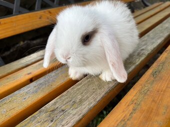 Mláďata mini lop králíčci - 2