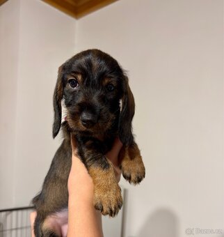 Jezevčík drsnosrstý - 2