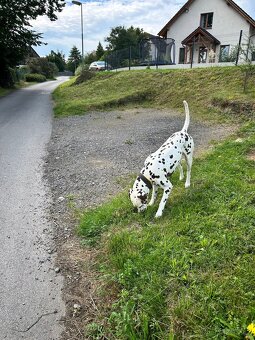 Krytí dalmatin hnědý - 2