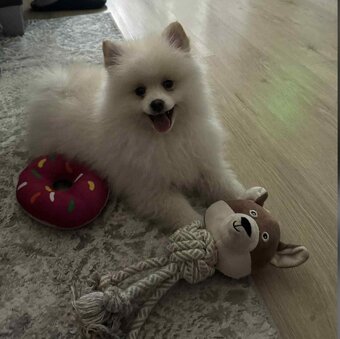 Špic/pomeranian - 2