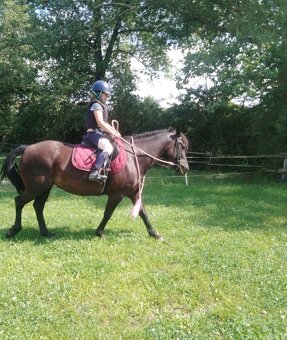 Wpbr/QH pony 9 let - 2