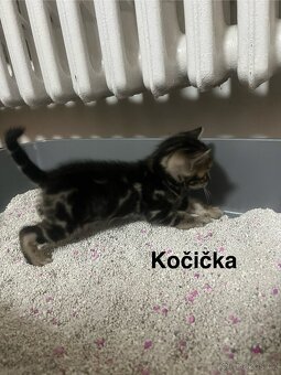 Bengálská kočka - 2