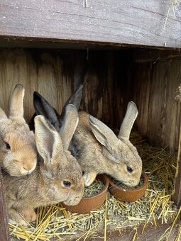 Kralik na prodej - 2