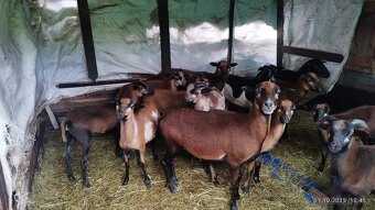 Kamerunská ovce- jehňata - 2