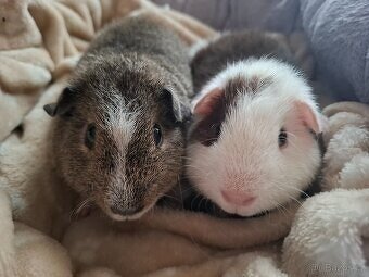 Morče - dva bráškové US Teddy - 2