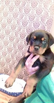 Rotvajler Štěně ❤️🐶 - 2