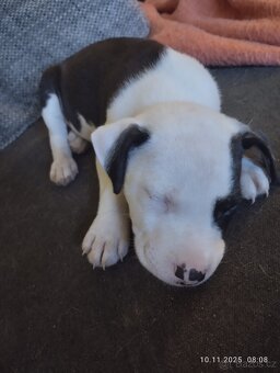 Štěňátka - fenky - 2