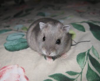 Křeček džungarský s PP (Brno, Břeclav, Kúty) - 2