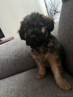 Biewer Jorkšírsky teriér bez pp - 2