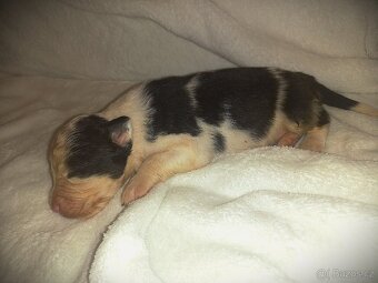 Australský ovčák s PP - 2