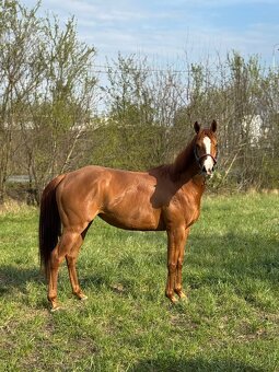 Klisna A1/1 - 2