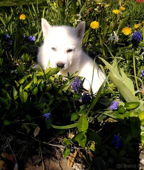 Sibirsky husky hasky - 2