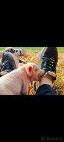 Kune Kune s nárokem na POP - selata - 2