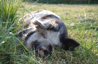 Kune Kune s nárokem na POP - 2