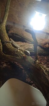 Varanus niloticus - 2