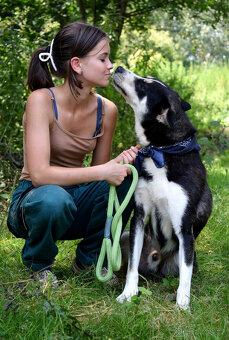 Báječný Ares kríženec ovčáka s huskym - 2
