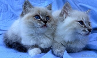 Ragdoll koťata - 2