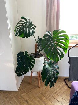 Monstera - 2