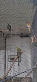 Papoušek horský - 2