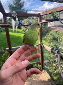 Andulka vlnkovaná - 2