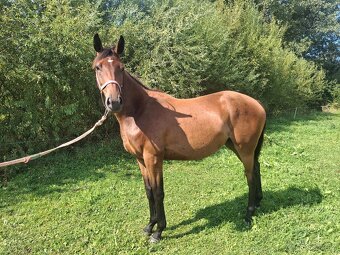 Dvouletá klisnička - 2