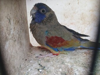 Papoušek rudobřichý - 2