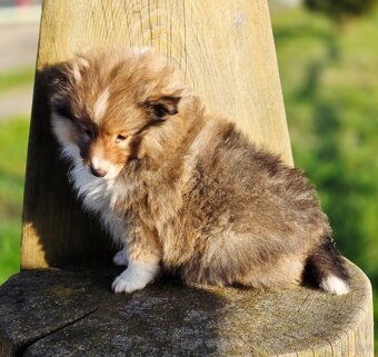 Sheltie/Šeltie - 2