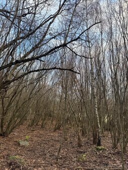 Prodej lesního pozemku v k.ú. Kolinec - 2