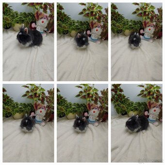 Zakrslý králík - sameček l - 2