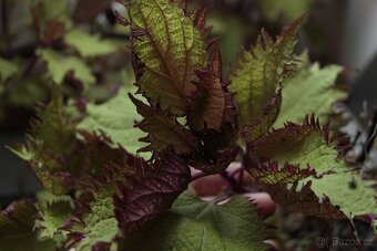 Coleus- okrasná africká kopřiva - 2