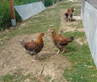 Maranska pšeničná kohout - 2
