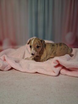 Whippet FCI - Fena - 2