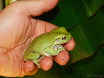 Rosnice siná (Litoria caerulea) - 2