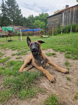 Belgický ovčák malinois - 2