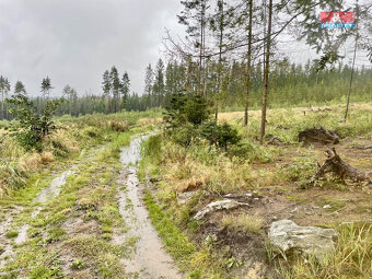 Prodej lesa, 26489 m², Častrov - 2