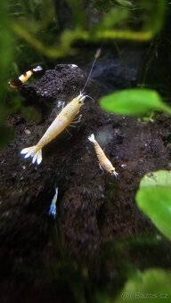 Caridina Mix - 2
