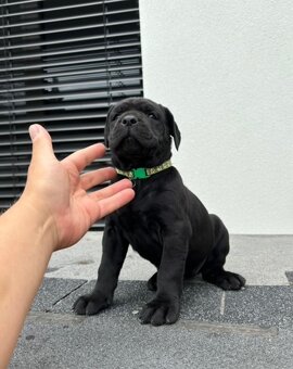 Bandog - 2