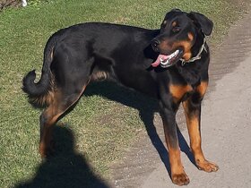 Beauceron - francouzský ovčák Krytí ne Rottweiler Doberman - 2