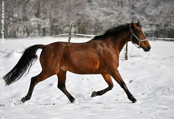VALACH PARŤÁK PRO ŽIVOT A REKREACI - 2