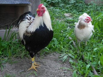 Wyandotka zdrobnělá lososová - 2
